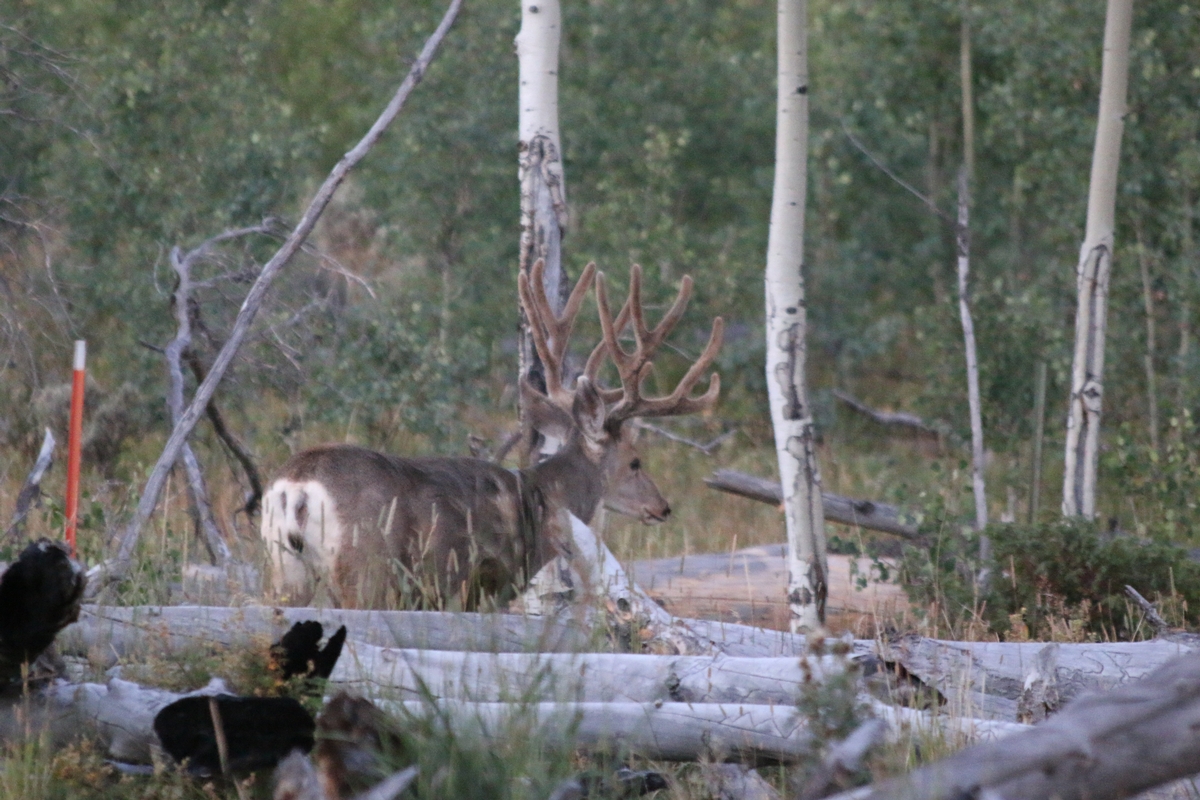 Colorado Mule Deer Hunts Colorado Mule Deer Hunting Outfitters & Guide