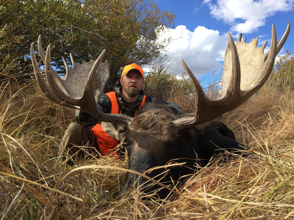 Colorado Shiras Moose Hunting Outfitters Shiras Moose Hunts Colorado