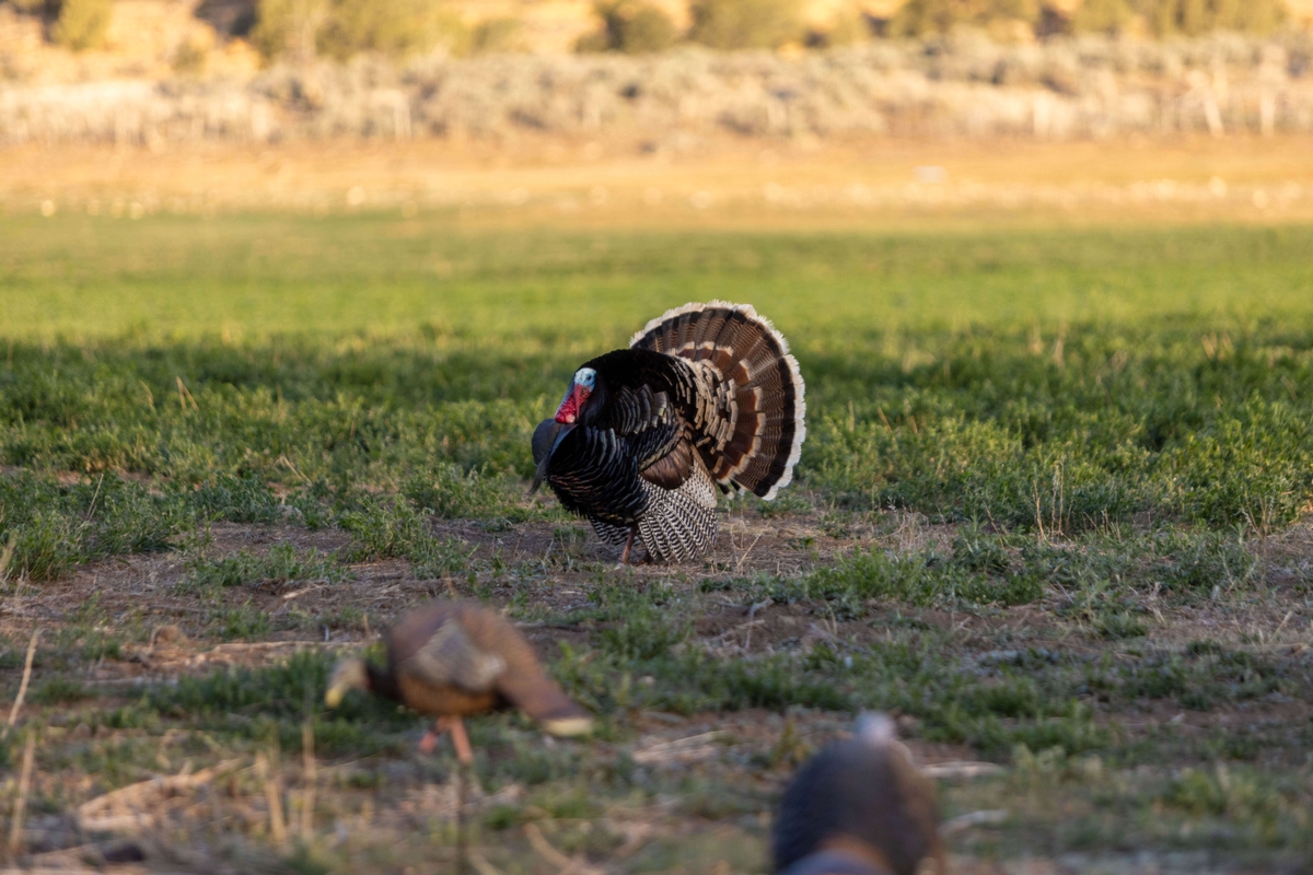 Colorado Season Dates Big Tom Merriam's Turkey in Colorado