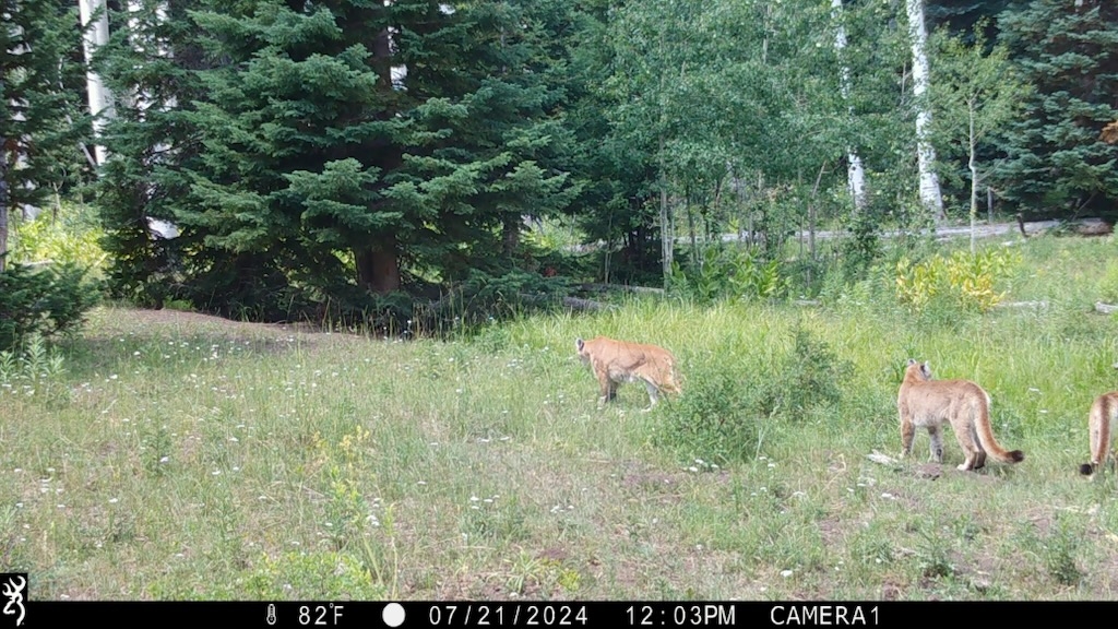 Colorado Mountain Lion Season Dates Colorado Mountain Lion Season