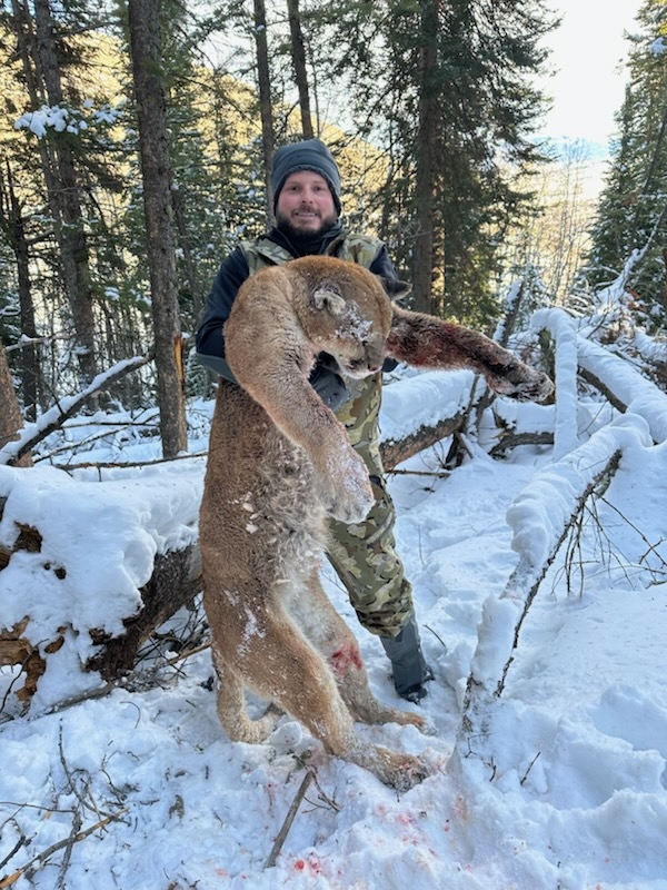 Colorado Guided Mountain Lion Hunts Colorado Mountain Lion Hunts